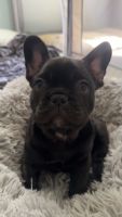 French Bulldog Puppies for sale in Pawling, New York. price: $2,500
