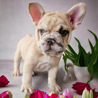 French Bulldog Puppies for sale in Stockbridge, Georgia. price: $1,800