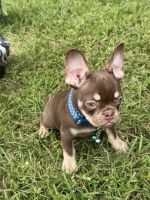 French Bulldog Puppies for sale in Livingston, Texas. price: $300,000