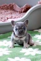French Bulldog Puppies for sale in Greenport, New York. price: $4,500
