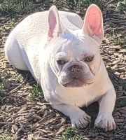French Bulldog Puppies for sale in Main St, Springfield, OR, USA. price: $1,500