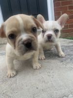 French Bulldog Puppies for sale in Bethesda, Maryland. price: $1,500