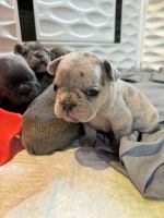 French Bulldog Puppies for sale in Southfield, Michigan. price: $2,500