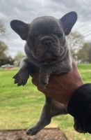 French Bulldog Puppies for sale in Spartanburg, South Carolina. price: $2,500