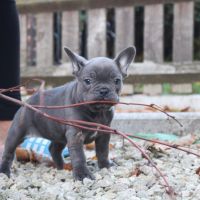 French Bulldog Puppies for sale in Anderson, South Carolina. price: $650