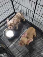 French Bulldog Puppies for sale in Houston, Texas. price: $3,000