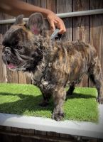 French Bulldog Puppies for sale in South Gate, California. price: $800