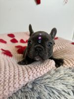 French Bulldog Puppies for sale in Orlando, Florida. price: $2,000