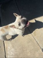 French Bulldog Puppies for sale in Bakersfield, California. price: $4,000