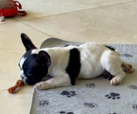 French Bulldog Puppies for sale in Scottsdale, AZ 85259, USA. price: $2,500,300