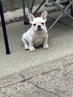 French Bulldog Puppies for sale in Philadelphia, Pennsylvania. price: $2,000