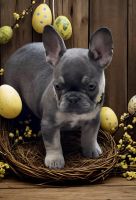 French Bulldog Puppies for sale in Wildomar, California. price: $2,500