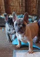 French Bulldog Puppies for sale in Modesto, California. price: $15,002,000