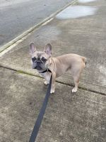 French Bulldog Puppies for sale in Federal Way, Washington. price: $3,500