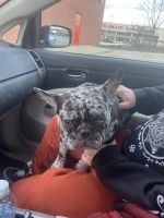 French Bulldog Puppies for sale in Kansas City, MO, USA. price: $3,000