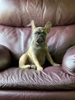 French Bulldog Puppies for sale in Blowing Rock, North Carolina. price: $5,000