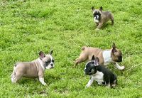 French Bulldog Puppies for sale in Pauls Valley, Oklahoma. price: NA