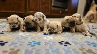 French Bulldog Puppies for sale in Texas City, Texas. price: $4,500