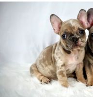 French Bulldog Puppies for sale in Modesto, California. price: $2,000