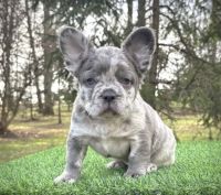 French Bulldog Puppies for sale in Camp Hill, Pennsylvania. price: $2,300