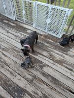 French Bulldog Puppies for sale in Spring Lake, North Carolina. price: $1,500