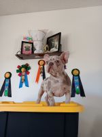 French Bulldog Puppies for sale in Suisun City, California. price: $4,500