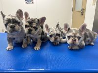 French Bulldog Puppies for sale in Asbury Park, New Jersey. price: $4,500