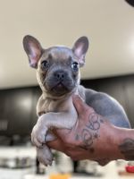 French Bulldog Puppies for sale in Philadelphia, PA, USA. price: $1,500