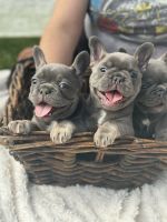 French Bulldog Puppies for sale in Lemoore, California. price: $3,000