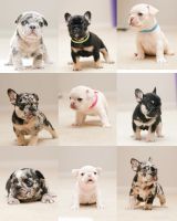 French Bulldog Puppies for sale in Alexandria, Virginia. price: $5,000