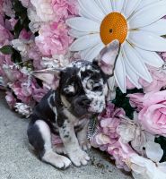 French Bulldog Puppies for sale in Newport News, Virginia. price: $4,500