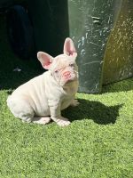 French Bulldog Puppies for sale in Livermore, California. price: $1,800