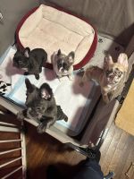 French Bulldog Puppies for sale in New Haven, CT, USA. price: NA