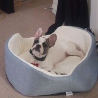 French Bulldog Puppies for sale in Lexington, Kentucky. price: $80,000
