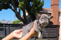 French Bulldog Puppies for sale in Los Angeles, California. price: $300,000