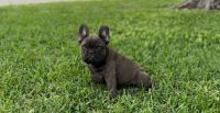 French Bulldog Puppies for sale in Fort Worth, Texas. price: $2,000