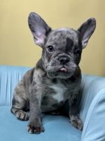 French Bulldog Puppies for sale in Bothell, Washington. price: $3,500