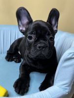 French Bulldog Puppies for sale in Bothell, Washington. price: $3,000