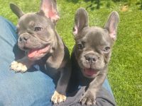 French Bulldog Puppies for sale in Queen Creek, Arizona. price: $1,500