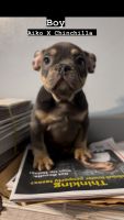 French Bulldog Puppies for sale in Brooklyn, New York. price: $3,500