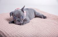French Bulldog Puppies for sale in Regentville, New South Wales. price: $3,500