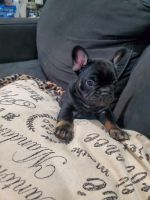 French Bulldog Puppies for sale in St Peters, MO, USA. price: $1,800