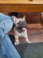 French Bulldog Puppies for sale in St Peters, MO, USA. price: $1,800