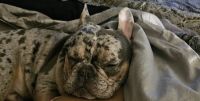 French Bulldog Puppies for sale in Tyler, Texas. price: $500