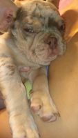 French Bulldog Puppies for sale in Jefferson City, Missouri. price: $5,000