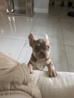 French Bulldog Puppies for sale in Zephyrhills, Florida. price: $3,000