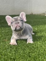 French Bulldog Puppies for sale in Kissimmee, FL, USA. price: $3,200