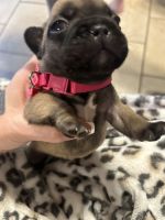 French Bulldog Puppies for sale in Rockport, Texas. price: $2,000