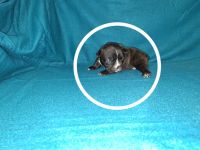French Bulldog Puppies for sale in Warsaw, MO 65355, USA. price: $2,500