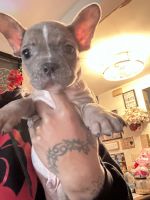 French Bulldog Puppies for sale in Darby, PA, USA. price: $1,000